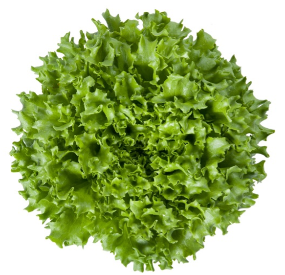 Batavia Green